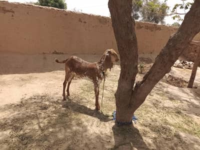 Qurbani Waly Bakery