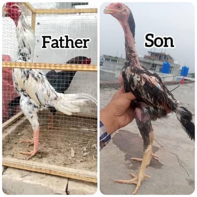 Japanese Shamo Aseel Pathay Shamo Chicks Shamo Aseel Murga 03098573144