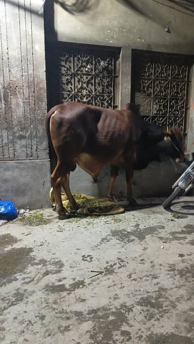 Wacha for Sale