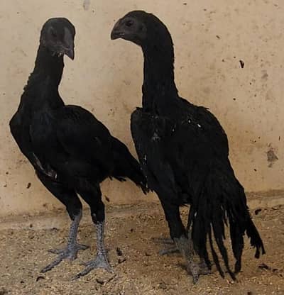 INDIAN DRAGON PARROT BEAK