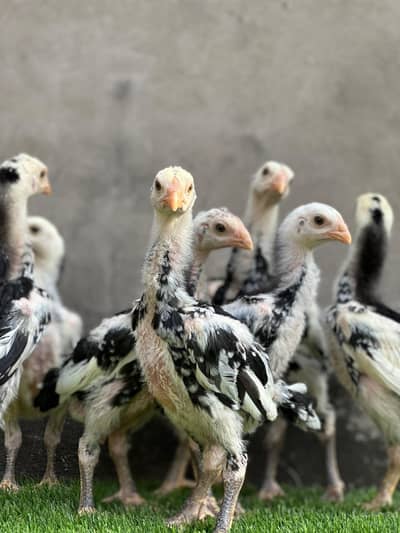 Pure Shamoo chicks for sale