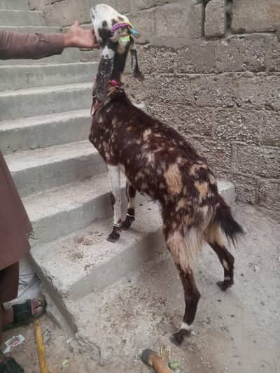 pure breed Desi bakri for se