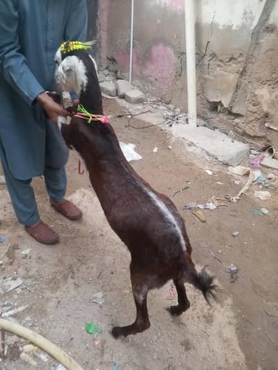 pure breed Desi bakri for se