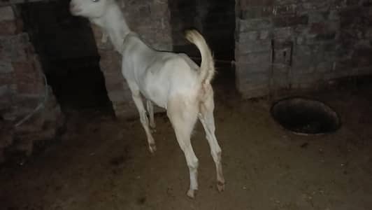 gulabi bakri
