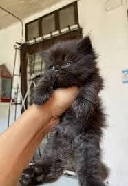 Pure Persian 3 months pair