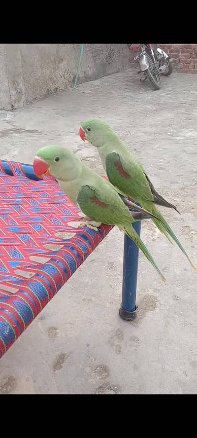 raw parrot pair for sale