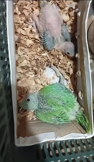 ringneck baby chick