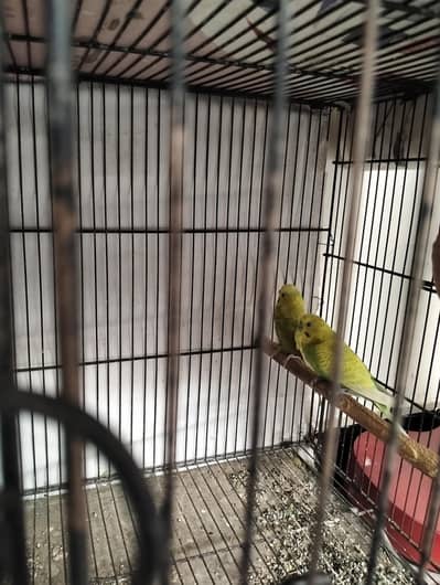 Budgry & love bird pairs for sale