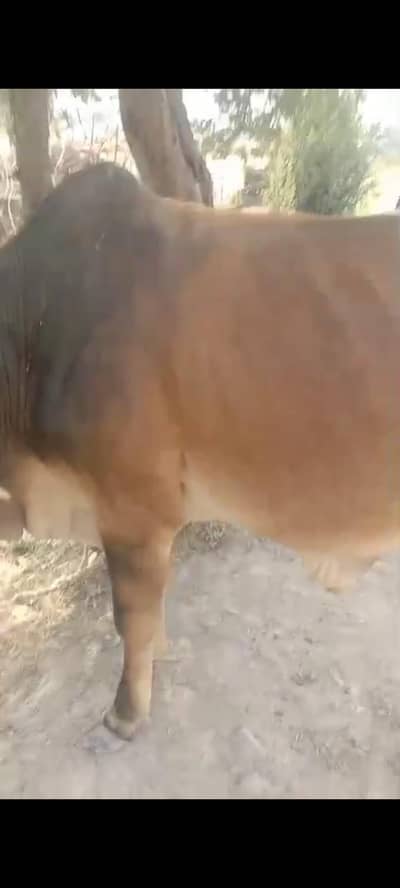 bull 