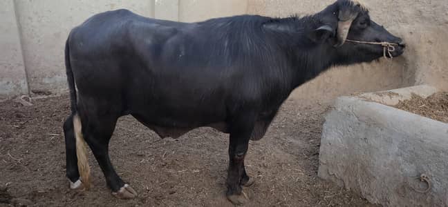 For Qurbani