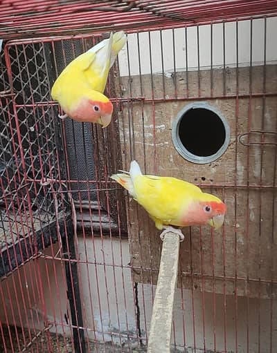 Common Latino breeder pair