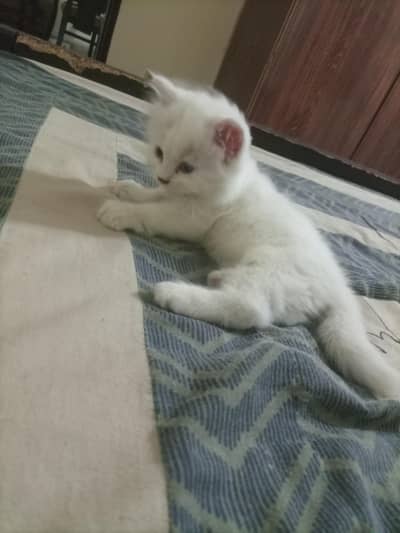 Persian Cat