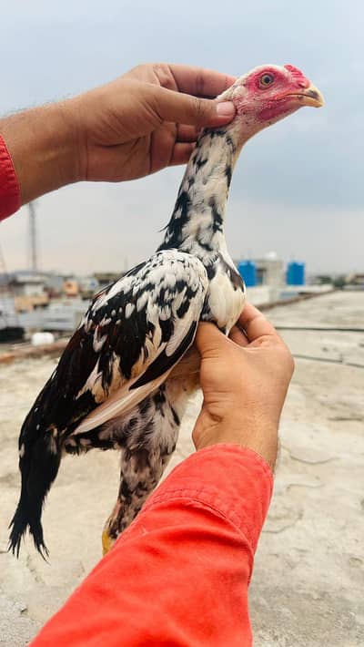 Shamo Aseel Pair Shamo Chicks Shamo Aseel Murga Shamo eggs 03098573144