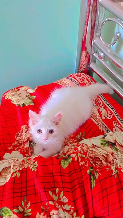 female kitten