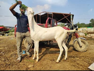 WHITE BIG KHASSI BAKRE
