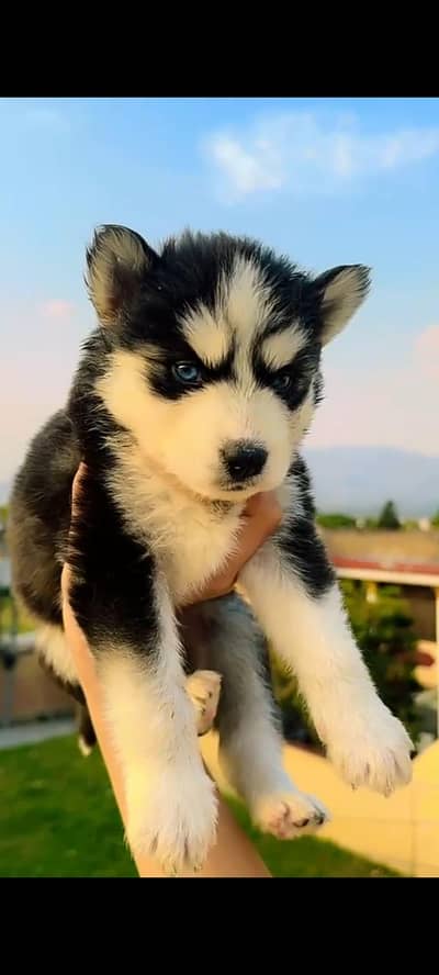 Husky puppy