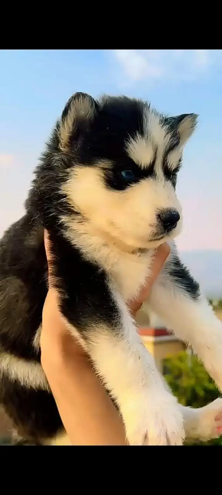 Husky puppy — photo 2
