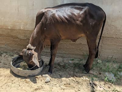 cow qurbani cow