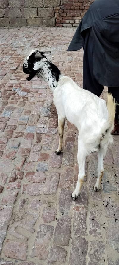 Bakra For Sale