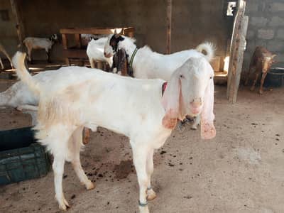 Qurbani k do dhaant khasi bakre
