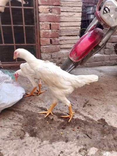high quality white o shamo all age Bird available