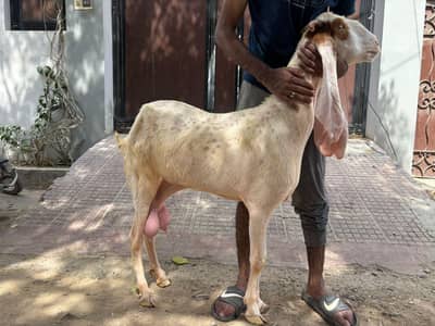 gulabi bakri doodh wali 8 dant
