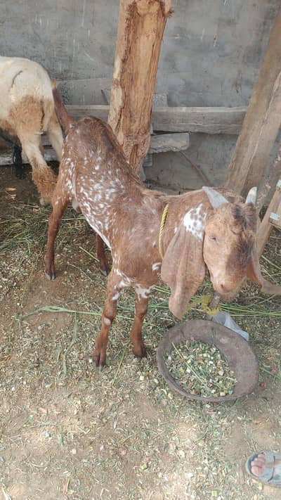 Qurbani ka Bakra for Sale