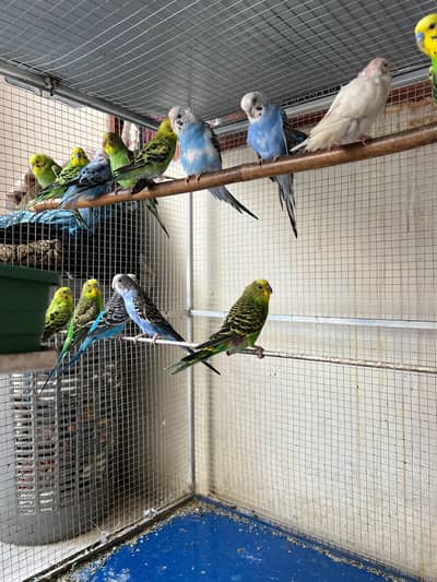 All parrots for sale