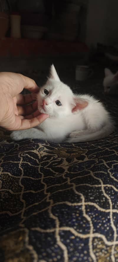 kittens for Adoption