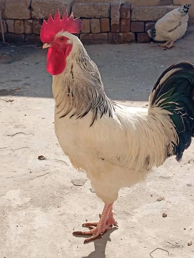 Astorlop hen light susex fartail eggs available