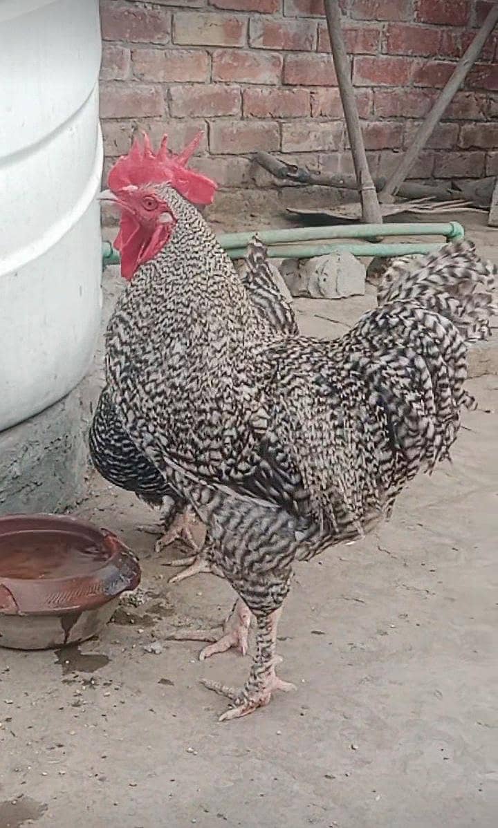 fancy hen 0