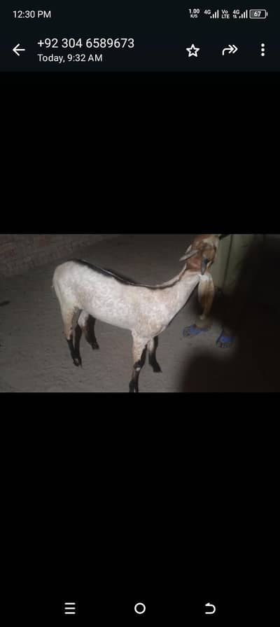 Qurbani bakra