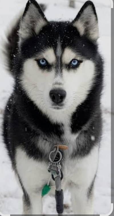 Siberian Husky