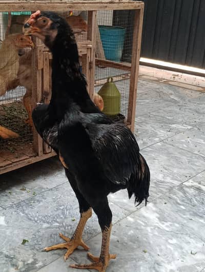 German O Shamo Male Available for Sale