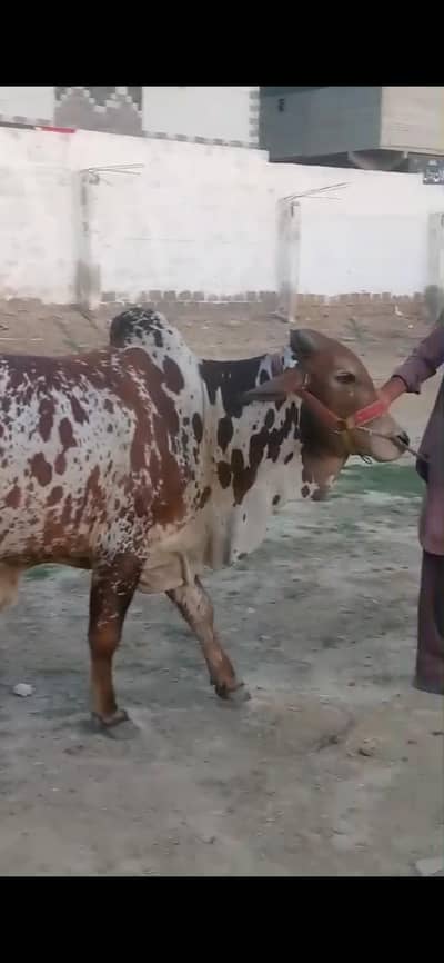 4 dant ka ha 5 man ka ho gah