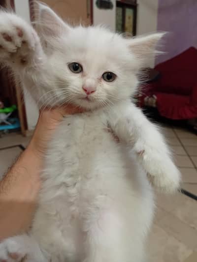3 Persian kittens available 50 days k hain