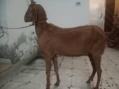 bkri for urgent sale