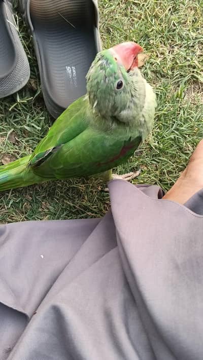 Raw parrot baby full hand tame