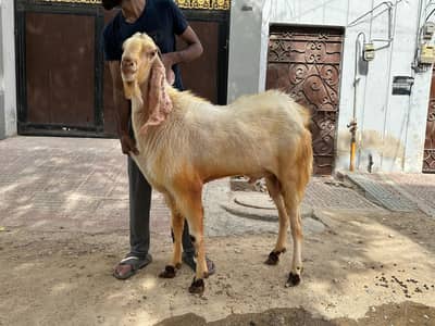 heavy size gulabi breeder andu bakra