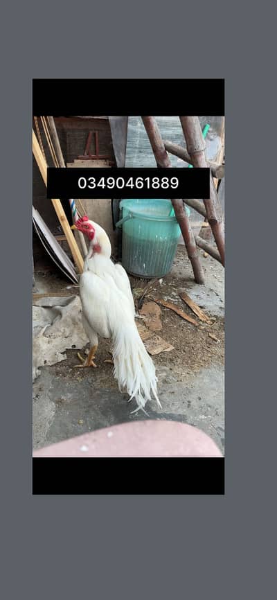 Heera Aseel chicks for sale