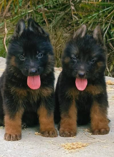 German Shepherd double coat pair 2 month for sale