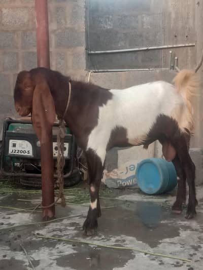 Bakry For Sale