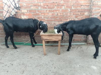 Black beetal jori