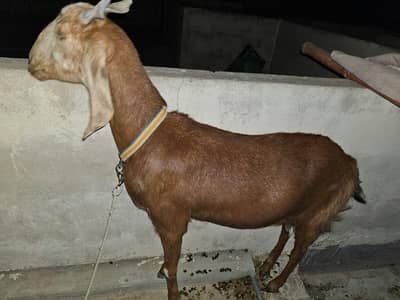 qurbani