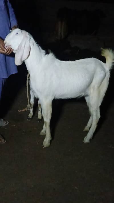 Bakra for sale for eid e qurban . Pure rajanpuri breed
