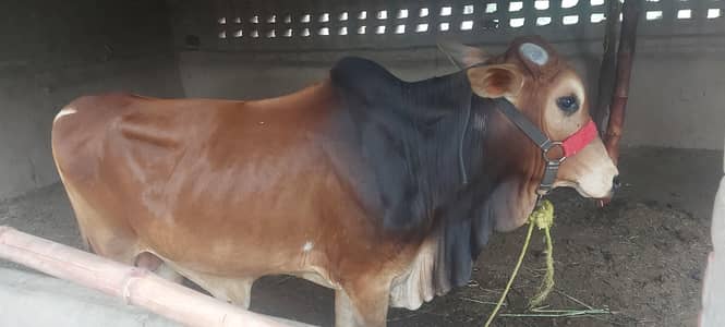 Qurbani 2026 k ly wehra fresh 2dant