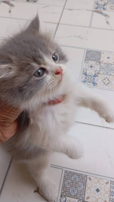 cute kittens for sale