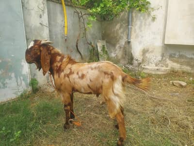 Goat / Bakra dwanda qurbani k liy