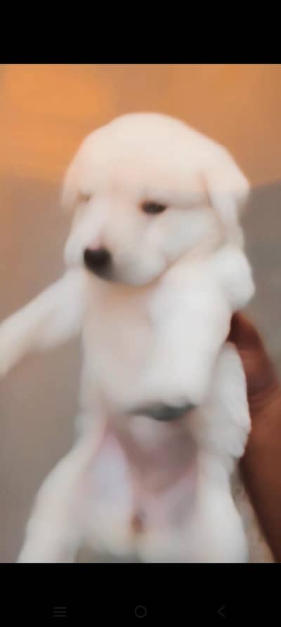Labrador puppies for sale healthy and active teeno female hn