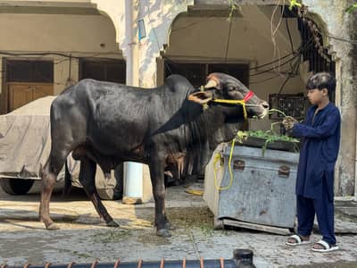 2 dant saiwali bull for sale